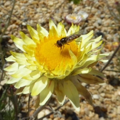 Melangyna viridiceps (Hover fly) at Molonglo Valley, ACT - 1 Sep 2019 by AndyRussell