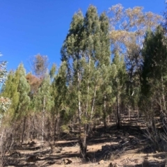 Callitris endlicheri (Black Cypress Pine) at Lyons, ACT - 31 Aug 2019 by RWPurdie