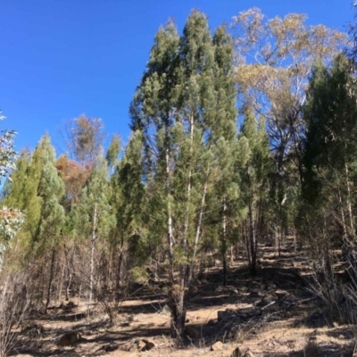 Callitris endlicheri (Black Cypress Pine) at Lyons, ACT - 31 Aug 2019 by RWPurdie