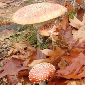 Amanita muscaria at Watson, ACT - 29 May 2019