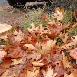 Amanita muscaria at Watson, ACT - 29 May 2019