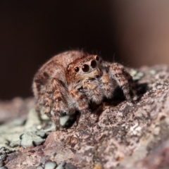 Servaea sp. (genus) (Unidentified Servaea jumping spider) at Woodstock Nature Reserve - 1 Sep 2019 by rawshorty