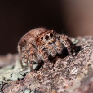 Servaea sp. (genus) at Stromlo, ACT - 1 Sep 2019 11:57 AM