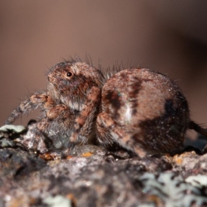 Servaea sp. (genus) at Stromlo, ACT - 1 Sep 2019 11:57 AM