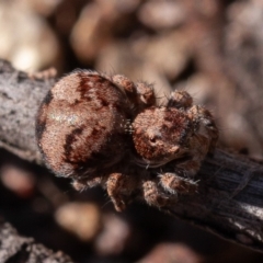 Servaea sp. (genus) at Stromlo, ACT - 1 Sep 2019 11:57 AM