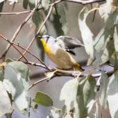 Pardalotus punctatus (Spotted Pardalote) at Lake George, NSW - 31 Aug 2019 by Alison Milton