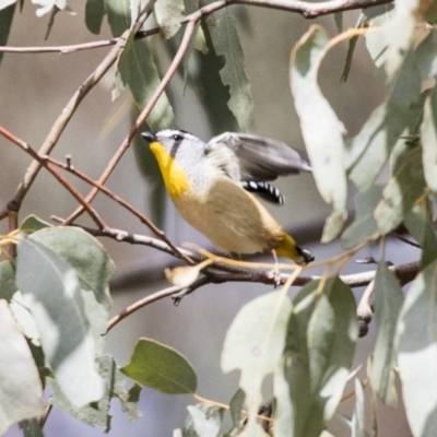 Pardalotus punctatus (Spotted Pardalote) at Lake George, NSW - 31 Aug 2019 by Alison Milton