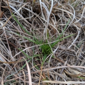 Eryngium ovinum at Molonglo River Reserve - 1 Sep 2019