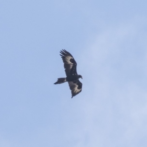 Aquila audax at Lake George, NSW - 31 Aug 2019