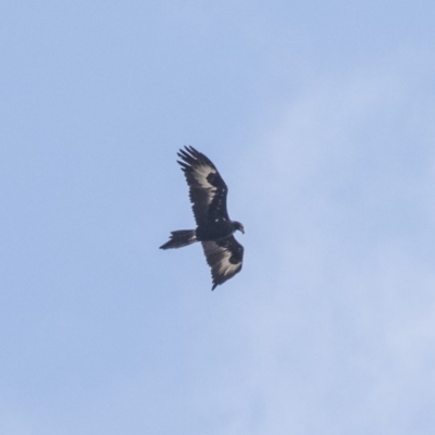 Aquila audax (Wedge-tailed Eagle) at Lake George, NSW - 31 Aug 2019 by AlisonMilton