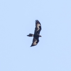 Aquila audax at Lake George, NSW - 31 Aug 2019