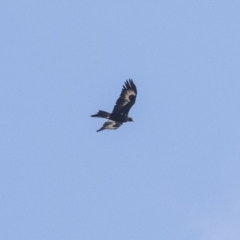 Aquila audax at Lake George, NSW - 31 Aug 2019