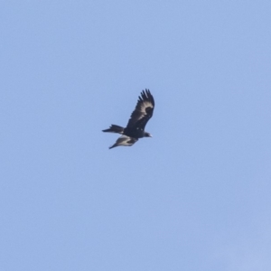 Aquila audax at Lake George, NSW - 31 Aug 2019