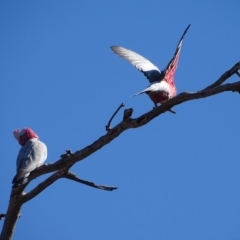 Eolophus roseicapilla (Galah) at O'Malley, ACT - 1 Sep 2019 by Mike