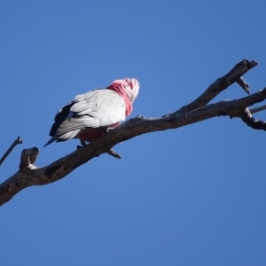 Eolophus roseicapilla at O'Malley, ACT - 1 Sep 2019 10:02 AM