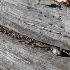 Papyrius nitidus (Shining Coconut Ant) at O'Malley, ACT - 1 Sep 2019 by Mike