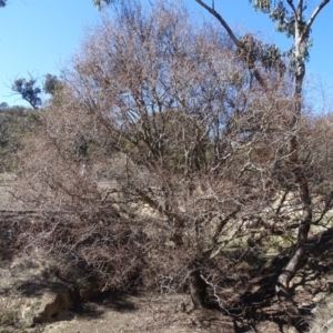 Salix matsudana at O'Malley, ACT - 1 Sep 2019 10:53 AM