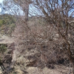 Salix matsudana at O'Malley, ACT - 1 Sep 2019 10:53 AM