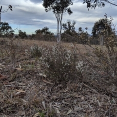 Cryptandra amara (Bitter Cryptandra) at Molonglo River Reserve - 1 Sep 2019 by MattM