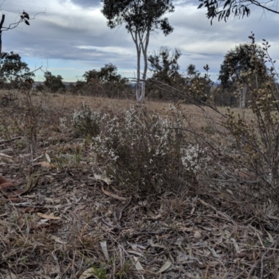 Cryptandra amara (Bitter Cryptandra) at Molonglo Valley, ACT - 1 Sep 2019 by MattM