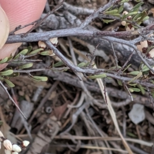 Cryptandra amara at Molonglo River Reserve - 1 Sep 2019