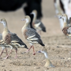 Dendrocygna eytoni at Bungendore, NSW - 31 Aug 2019