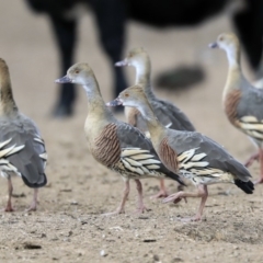 Dendrocygna eytoni at Bungendore, NSW - 31 Aug 2019