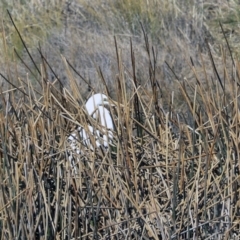 Ardea alba (Great Egret) at Bungendore, NSW - 31 Aug 2019 by Alison Milton