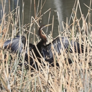 Anhinga novaehollandiae at Bungendore, NSW - 31 Aug 2019