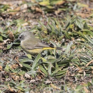 Acanthiza chrysorrhoa at Gungahlin, ACT - 1 Sep 2019 01:03 PM