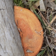 Trametes (old Pycnoporus sp.) (Scarlet Bracket) at Hawker, ACT - 29 Aug 2019 by Alison Milton