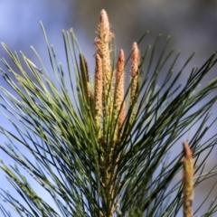 Pinus radiata (Monterey or Radiata Pine) at Hawker, ACT - 29 Aug 2019 by AlisonMilton