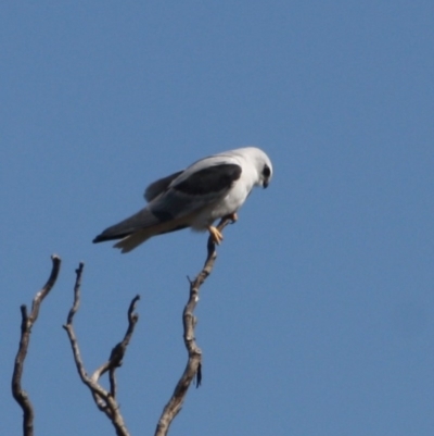 Elanus axillaris (Black-shouldered Kite) at Fyshwick, ACT - 1 Sep 2019 by LisaH