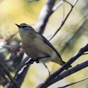 Acanthiza chrysorrhoa at Gungahlin, ACT - 1 Sep 2019