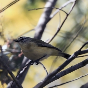 Acanthiza chrysorrhoa at Gungahlin, ACT - 1 Sep 2019