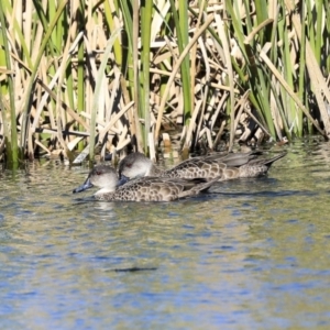 Anas gracilis at Gungahlin, ACT - 1 Sep 2019 01:30 PM