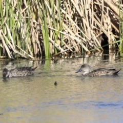 Anas gracilis at Gungahlin, ACT - 1 Sep 2019 01:30 PM