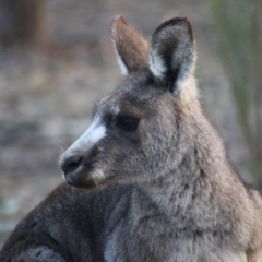 Macropus giganteus (Eastern Grey Kangaroo) at Hughes, ACT - 29 Aug 2019 by LisaH