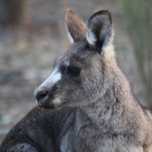 Macropus giganteus at Hughes, ACT - 30 Aug 2019