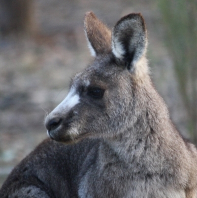 Macropus giganteus (Eastern Grey Kangaroo) at Hughes, ACT - 29 Aug 2019 by LisaH