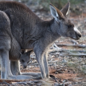 Macropus giganteus at Hughes, ACT - 30 Aug 2019