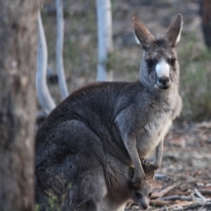 Macropus giganteus at Hughes, ACT - 30 Aug 2019