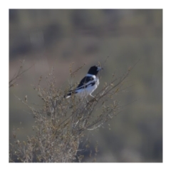 Cracticus nigrogularis (Pied Butcherbird) at Paddys River, ACT - 31 Aug 2019 by kdm