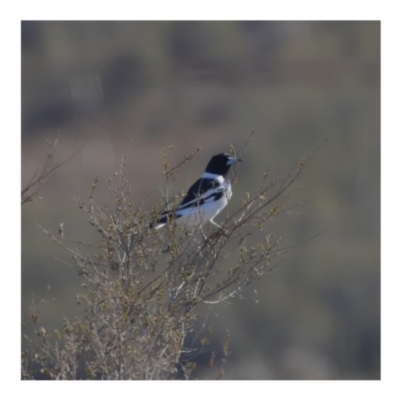 Cracticus nigrogularis (Pied Butcherbird) at Paddys River, ACT - 31 Aug 2019 by kdm