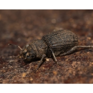 Cubicorhynchus sp. (genus) at Majura, ACT - 1 Sep 2019 12:00 AM