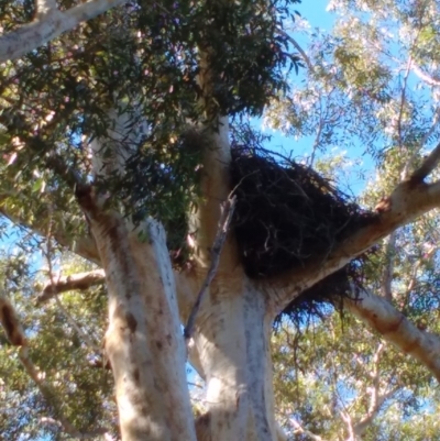 Haliaeetus leucogaster (White-bellied Sea-Eagle) at Wollumboola, NSW - 6 May 2019 by KimPullen