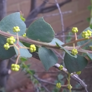 Acacia pravissima at Canberra, ACT - 31 Aug 2019