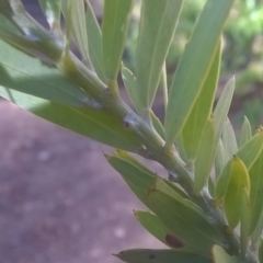 Acacia covenyi at Canberra, ACT - 31 Aug 2019