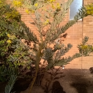 Acacia covenyi at Canberra, ACT - 31 Aug 2019