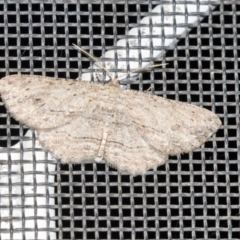 Ectropis excursaria (Common Bark Moth) at Higgins, ACT - 14 Apr 2019 by AlisonMilton